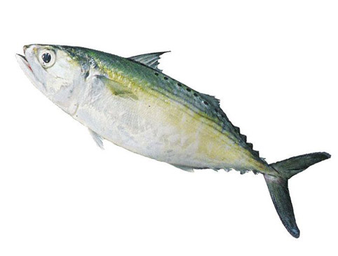 indian-mackerel